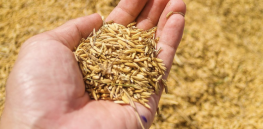 Re-purposing the cellular waste from wheat and oats to sustainably make clothing